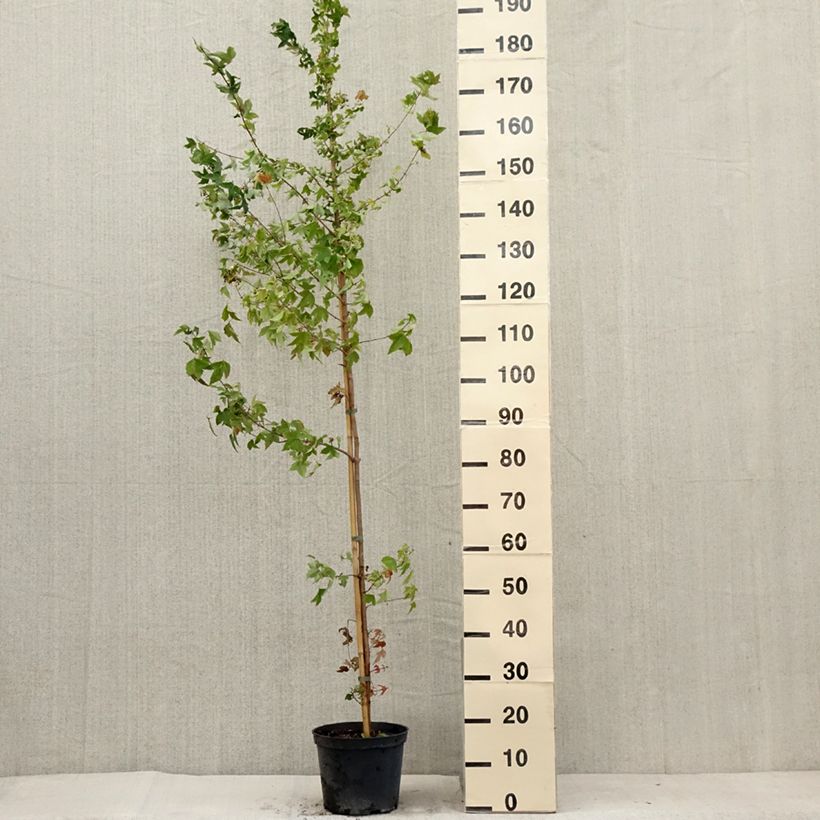Esimerkki kesällä toimitetusta Kolmihammasvaahtera - Acer buergerianum 4 litran/5 litran ruukku-taimesta