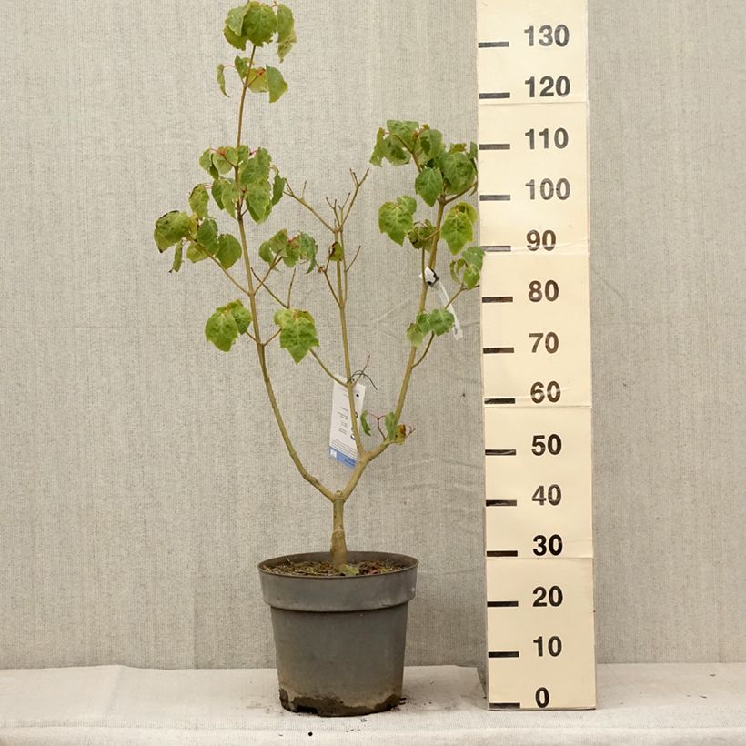 Esimerkki kesällä toimitetusta Acer conspicuum Silver Vein - Erable à peau de serpent Pot de 12L/15L-taimesta