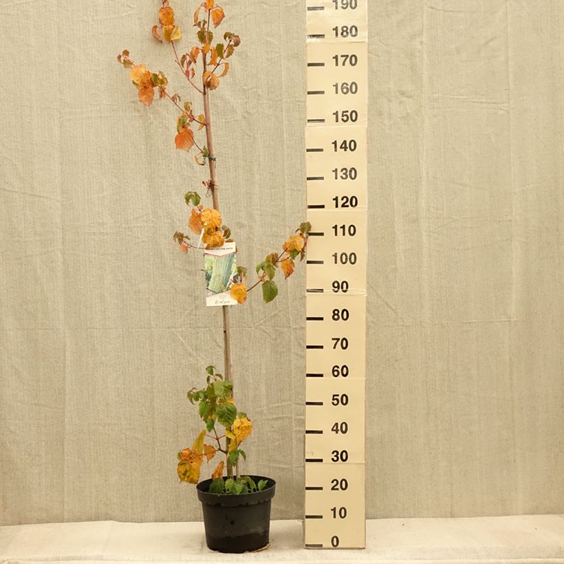 Esimerkki syksyllä toimitetusta Davidinvaahtera - Acer davidii 7,5 litran / 10 litran ruukku-taimesta