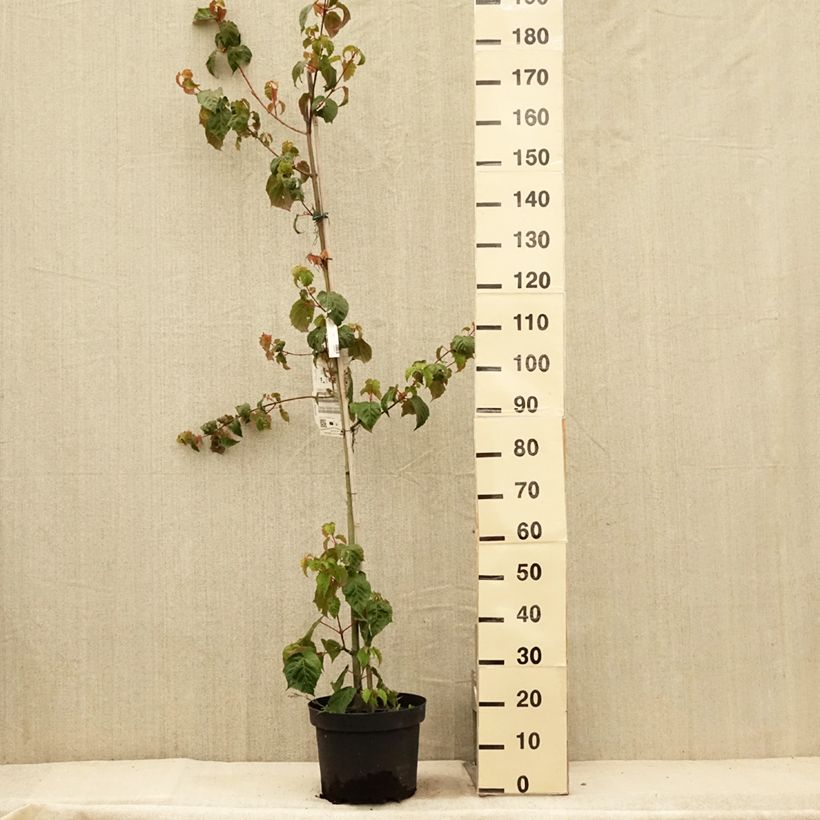 Esimerkki kesällä toimitetusta Davidinvaahtera - Acer davidii 7,5 litran / 10 litran ruukku-taimesta