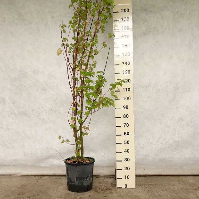 Esimerkki kesällä toimitetusta Davidinvaahtera - Acer davidii 20 litran/25 litran ruukku-taimesta