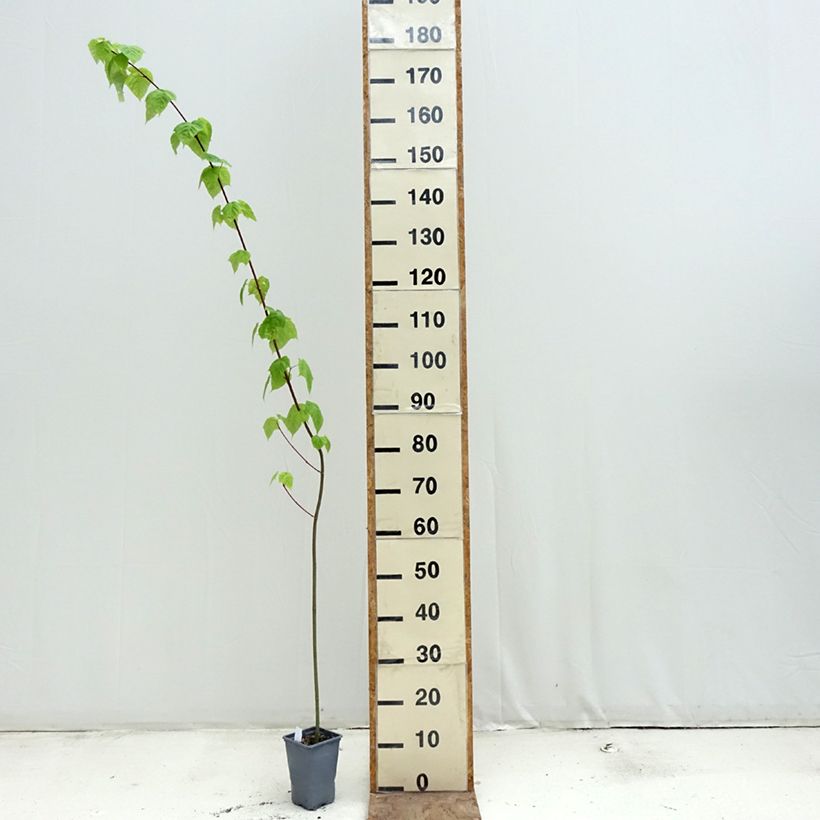 Esimerkki keväällä toimitetusta Davidinvaahtera - Acer davidii 12 cm / 13 cm ruukku, Muotoilematon piiskataimi-taimesta