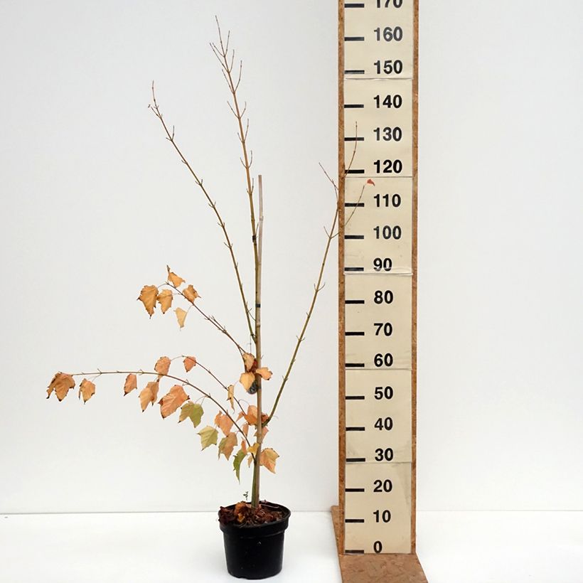 Esimerkki syksyllä toimitetusta Davidinvaahtera - Acer davidii 4 litran/5 litran ruukku-taimesta