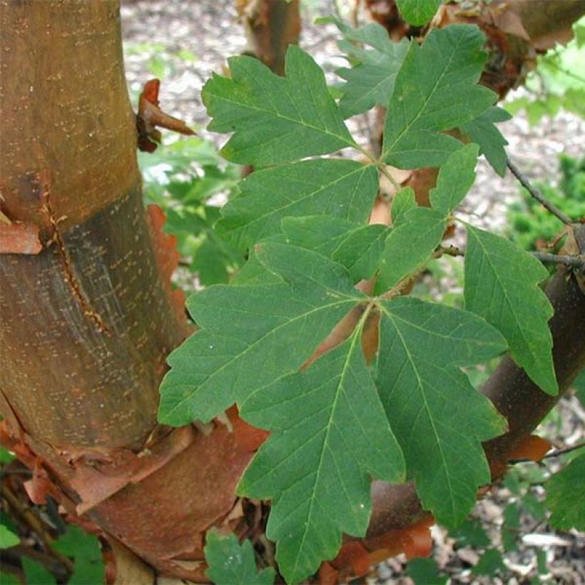 Kuparivaahtera - Acer griseum (Lehvistö)