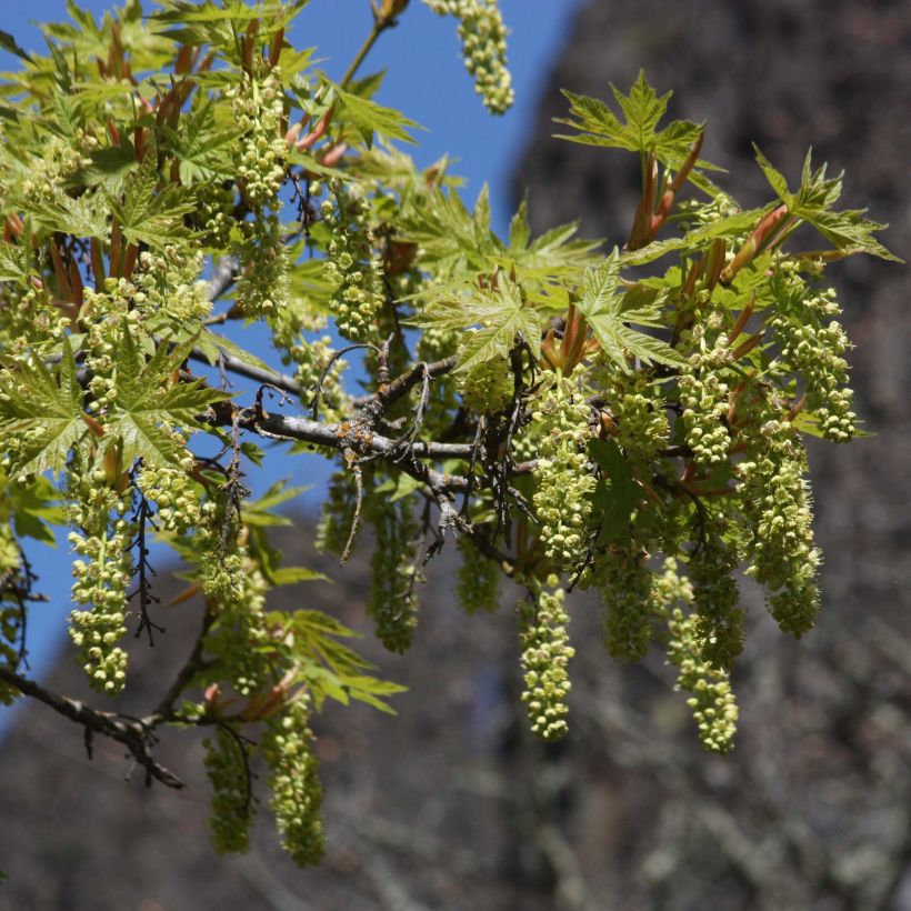 Oregoninvaahtera - Acer macrophyllum (Kukinta)