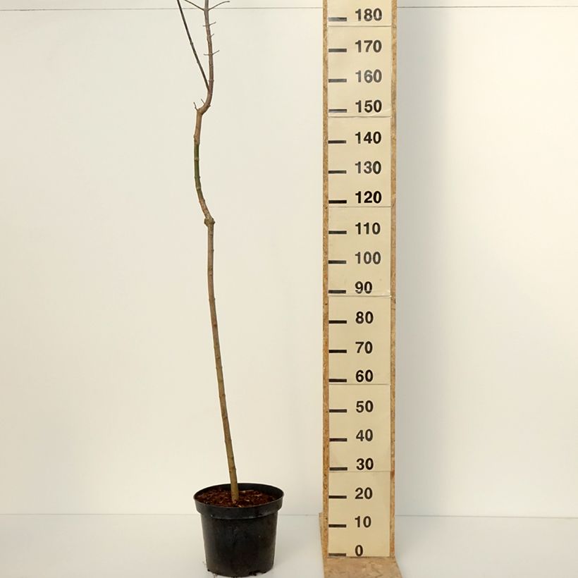 Esimerkki talvella toimitetusta Saarnivaahtera Auratum 7,5 litran / 10 litran ruukku, Runko-taimesta