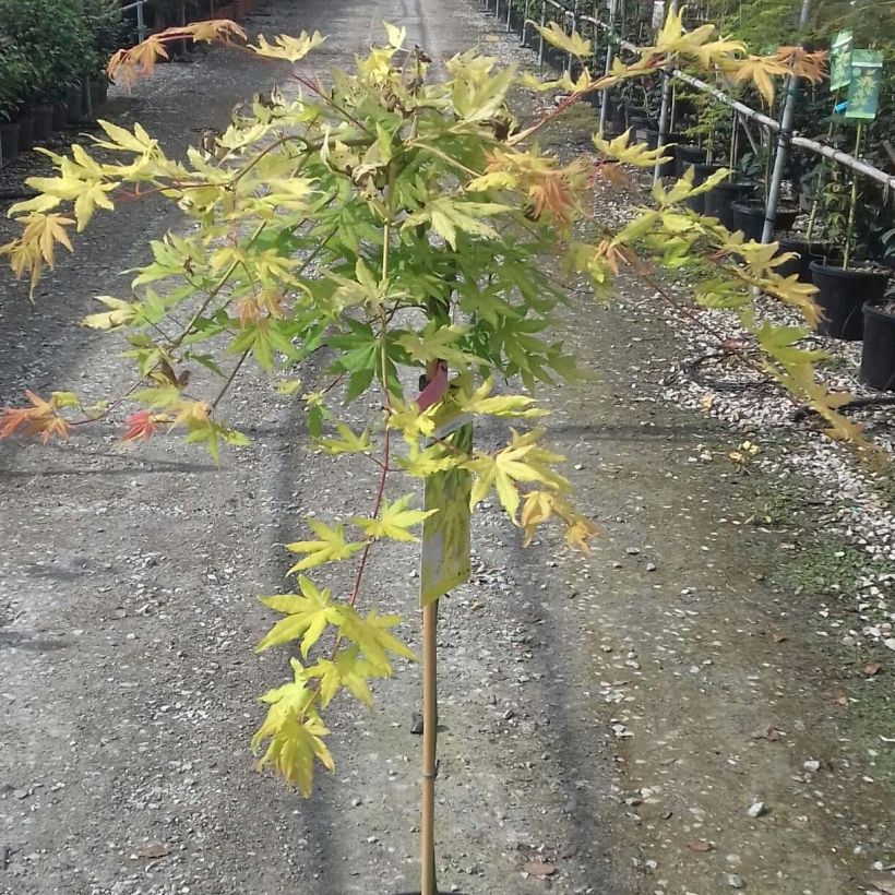 Japaninvaahtera Cascade Gold (Lehvistö)