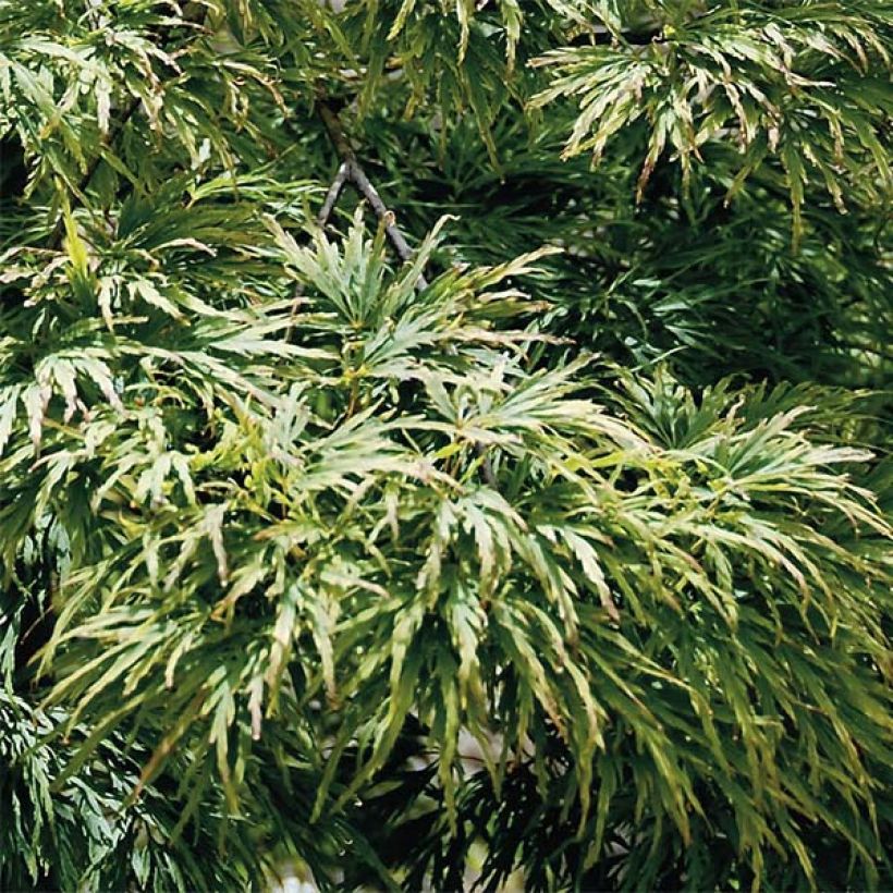 Sulkajapaninvaahtera Dissectum (Lehvistö)