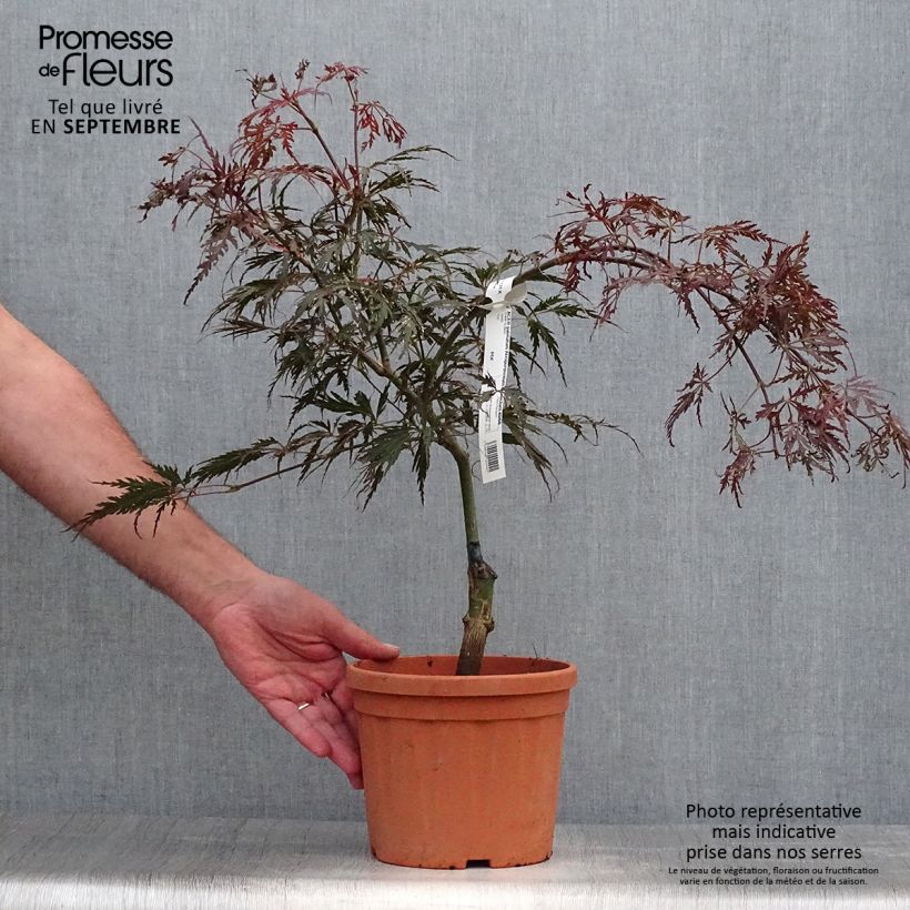 Esimerkki syksyllä toimitetusta Sulkajapaninvaahtera Dissectum Atropurpureum 3 litran/4 litran ruukku-taimesta