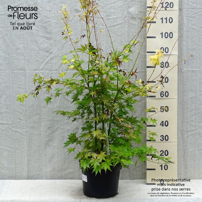 Esimerkki kesällä toimitetusta Japaninvaahtera Orange Dream Ruukku 7,5L / 10L-taimesta