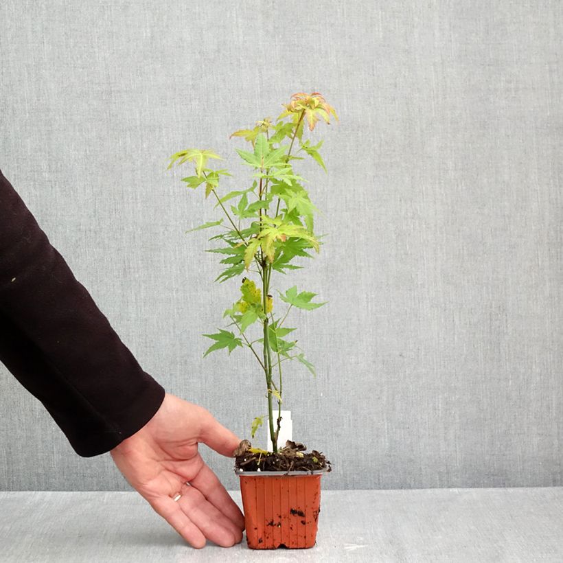 Esimerkki syksyllä toimitetusta Japaninvaahtera Orange Dream 8/9 cm taimiruukku-taimesta
