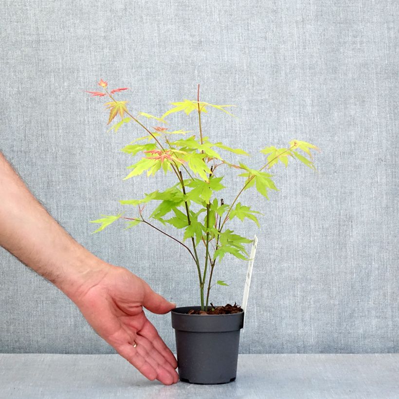 Esimerkki keväällä toimitetusta Japaninvaahtera Orange Dream Taimiruukku 8/9 cm-taimesta