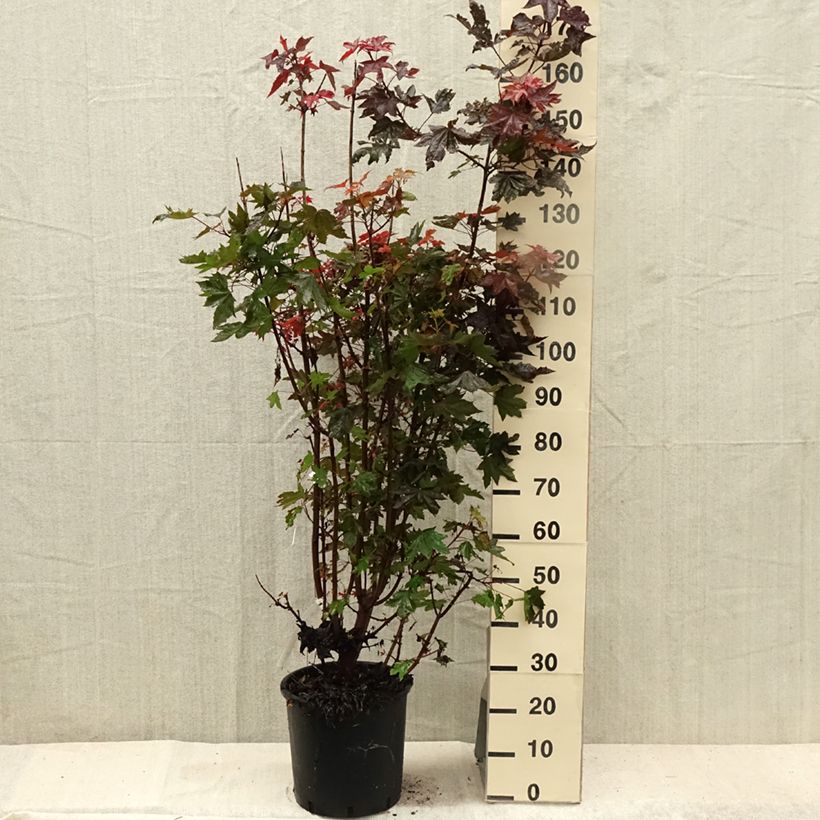 Esimerkki kesällä toimitetusta Metsävaahtera Crimson Sentry 12 litran/15 litran ruukku-taimesta