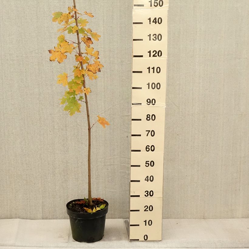 Esimerkki syksyllä toimitetusta Metsävaahtera - Acer platanoides 7,5 litran / 10 litran ruukku-taimesta