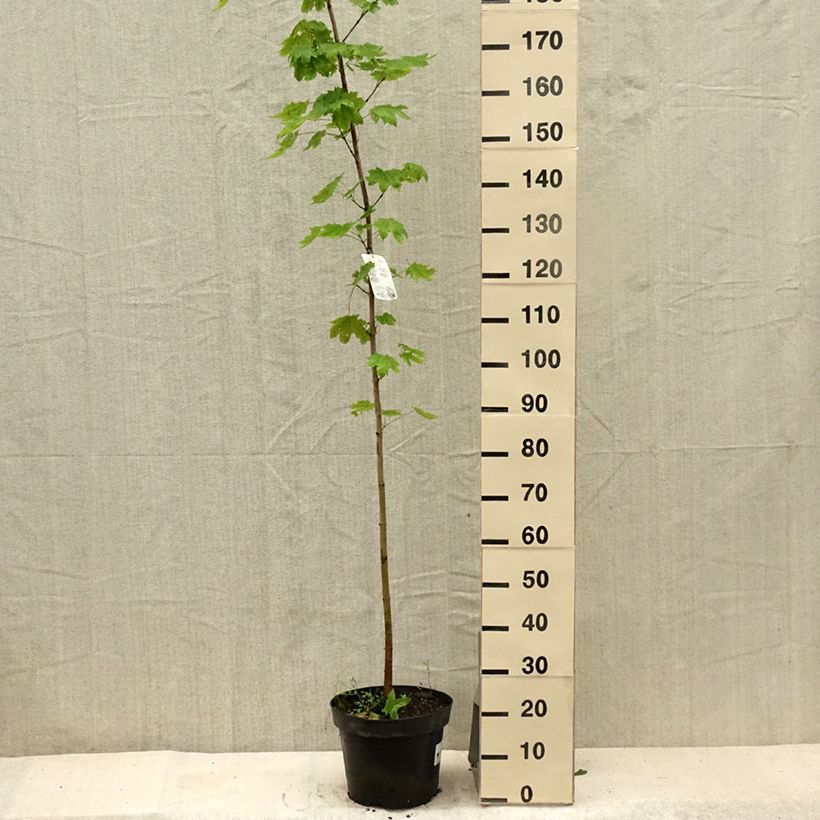 Esimerkki kesällä toimitetusta Metsävaahtera - Acer platanoides 7,5 litran / 10 litran ruukku-taimesta
