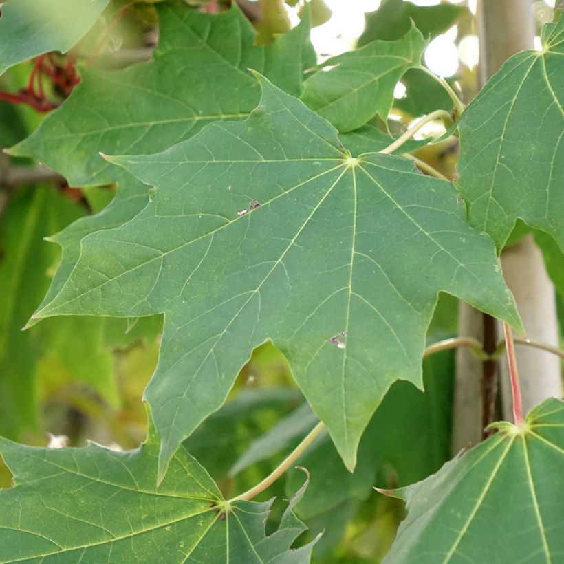 Metsävaahtera Maculatum (Lehvistö)