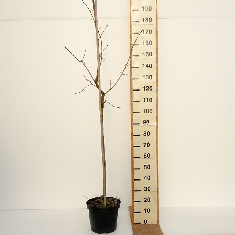 Esimerkki syksyllä toimitetusta Metsävaahtera Maculatum 12 litran/15 litran ruukku, Runko-taimesta