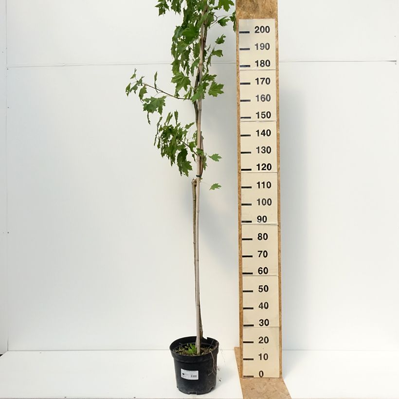 Esimerkki kesällä toimitetusta Metsävaahtera Maculatum 12 litran/15 litran ruukku, Runko-taimesta