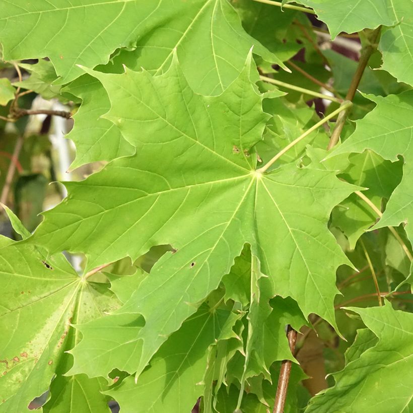 Metsävaahtera Princeton Gold (Lehvistö)