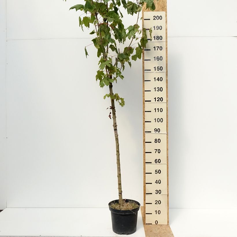 Esimerkki kesällä toimitetusta Metsävaahtera Stollii 20 litran/25 litran ruukku, Runko-taimesta