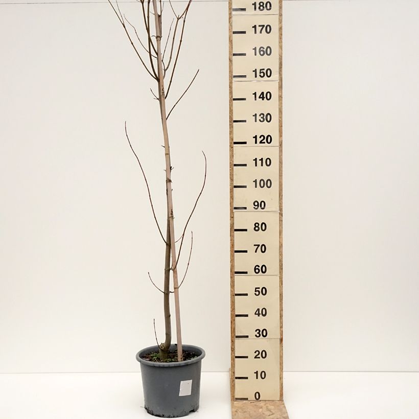 Esimerkki talvella toimitetusta Acer rubrum Armstrong - Érable rouge Pot de 12L/15L, Baliveau-taimesta