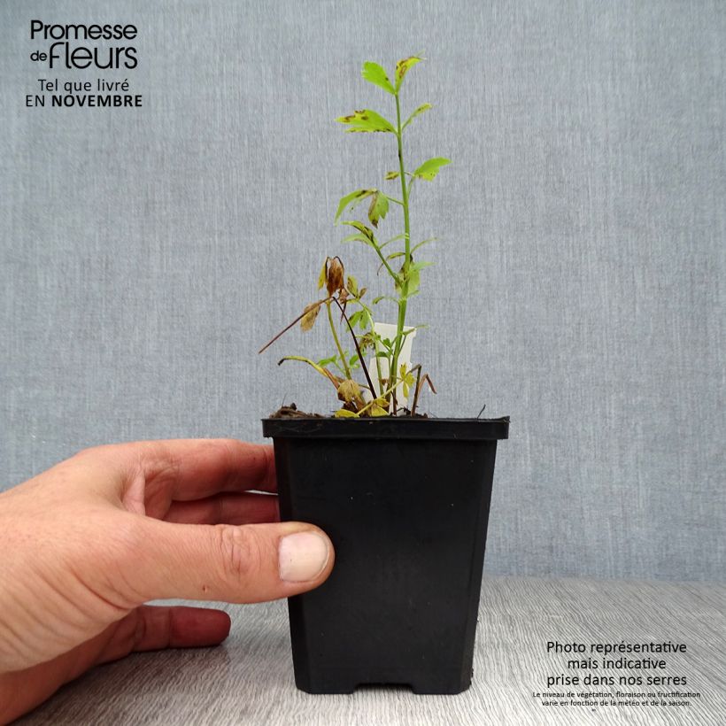 Esimerkki syksyllä toimitetusta Liperi - Levisticum officinale 8/9 cm taimiruukku-taimesta