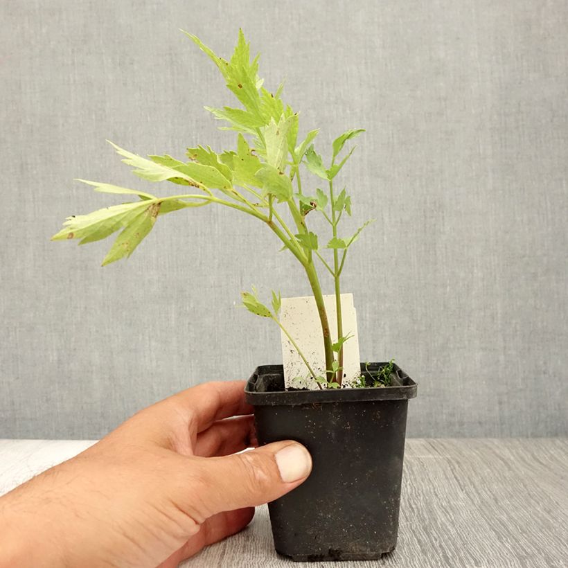 Esimerkki kesällä toimitetusta Liperi - Levisticum officinale Taimiruukku 8/9 cm-taimesta