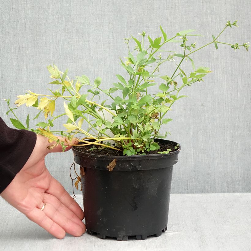 Esimerkki syksyllä toimitetusta Liperi - Levisticum officinale 2 litran/3 litran ruukku-taimesta