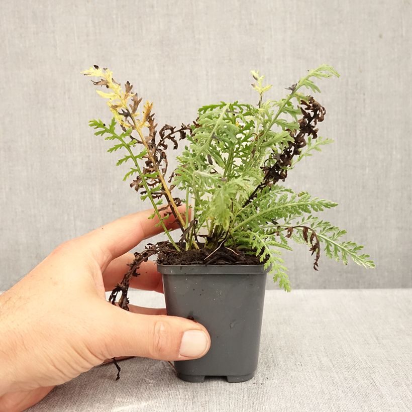 Esimerkki syksyllä toimitetusta Siankärsämö - Achillea clypeolata 8/9 cm taimiruukku-taimesta