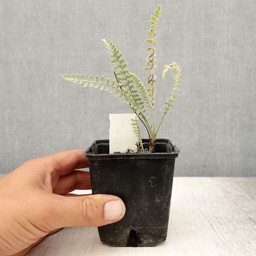 Esimerkki kesällä toimitetusta Siankärsämö - Achillea clypeolata Godet de 8/9 cm-taimesta
