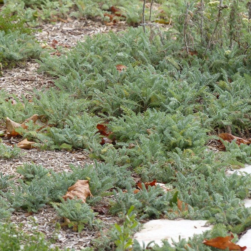 Siankärsämö - Achillea crithmifolia (Lehvistö)