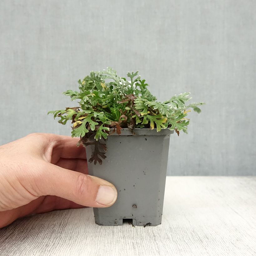 Esimerkki syksyllä toimitetusta Siankärsämö - Achillea x kellereri 8/9 cm taimiruukku-taimesta