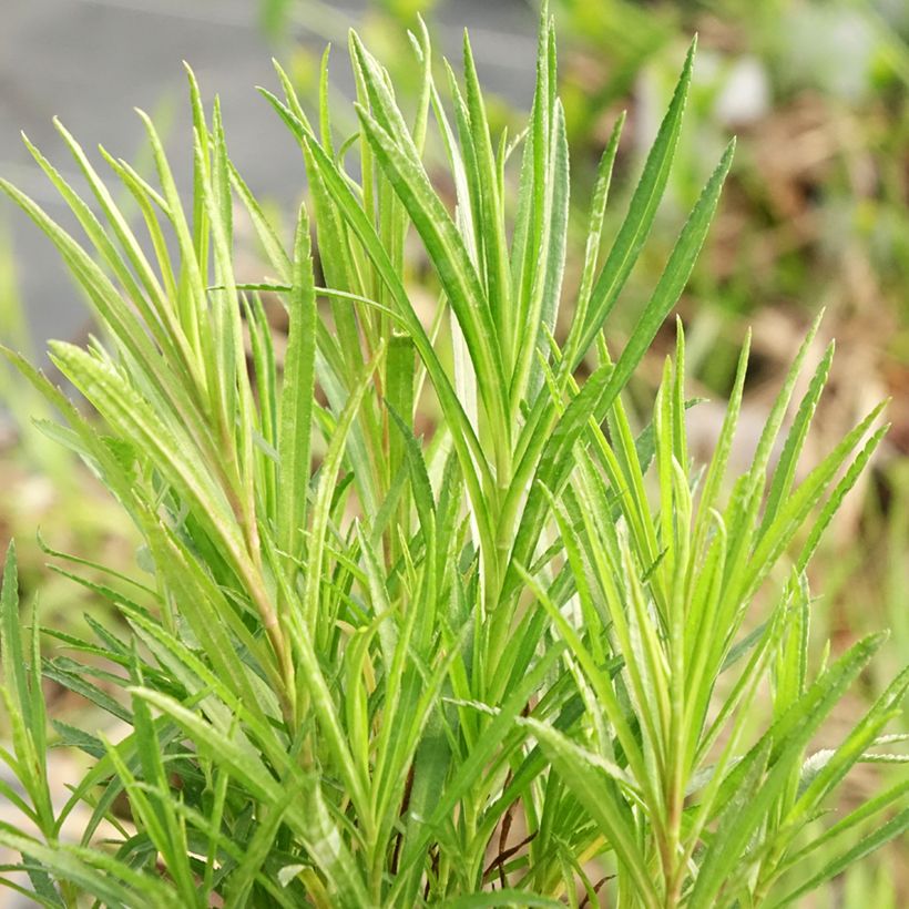 Ojakärsämö - Achillea ptarmica (Lehvistö)