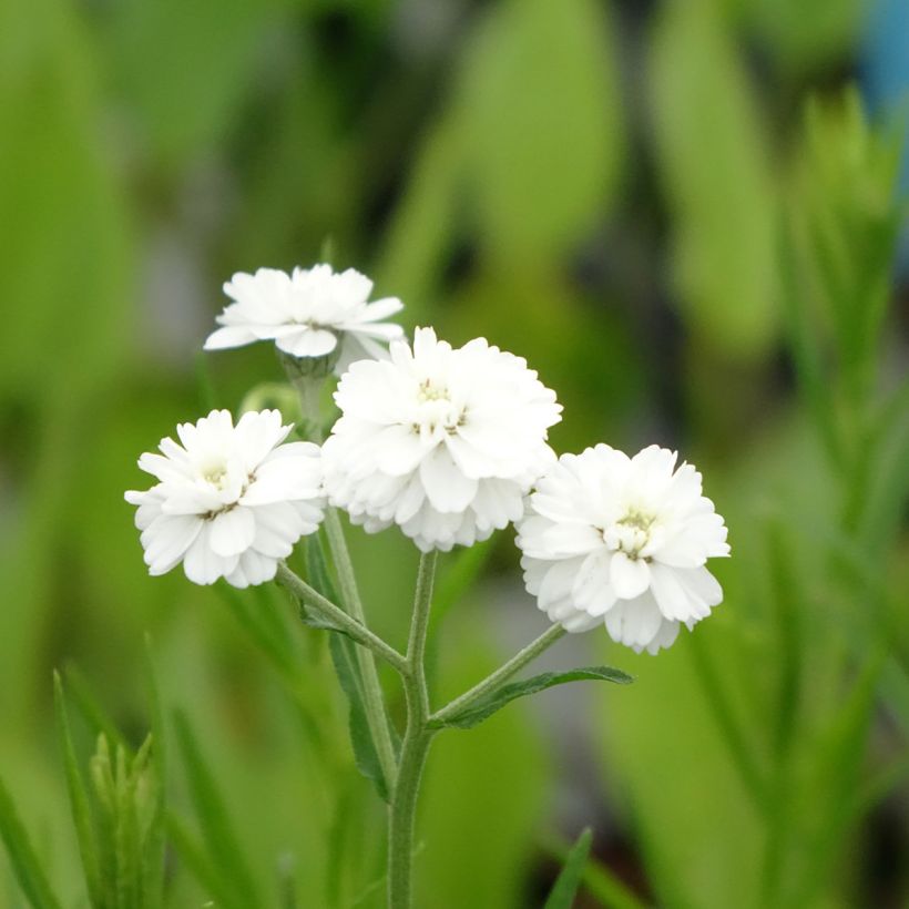 Ojakärsämö - Achillea ptarmica (Kukinta)