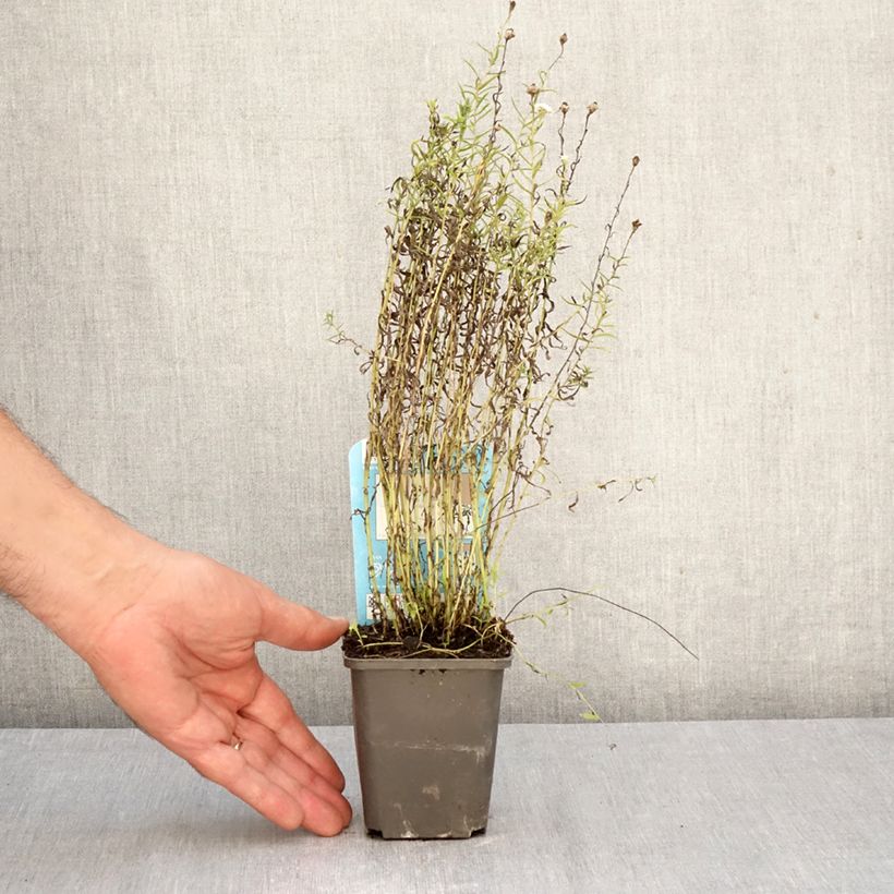 Esimerkki syksyllä toimitetusta Ojakärsämö - Achillea ptarmica 8/9 cm taimiruukku-taimesta