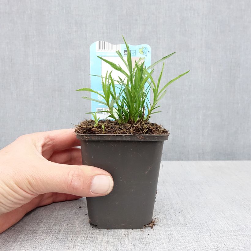 Esimerkki keväällä toimitetusta Achillea ptarmica - Bouton-d'argent Godet de 8/9 cm-taimesta