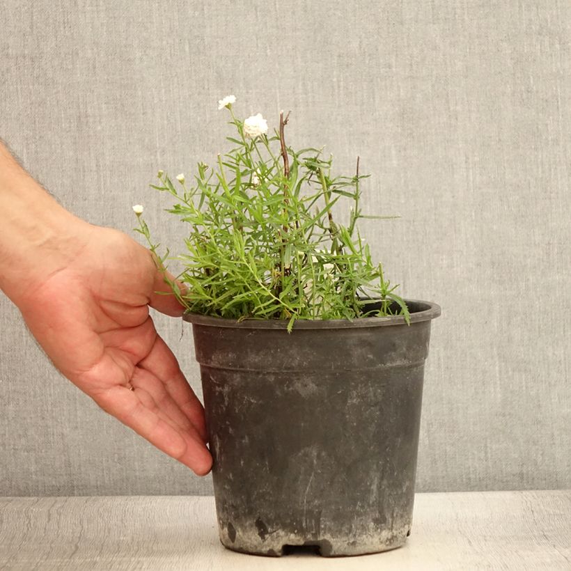 Esimerkki kesällä toimitetusta Achillea ptarmica Diadem - Bouton d'argent Pot de 2L/3L-taimesta