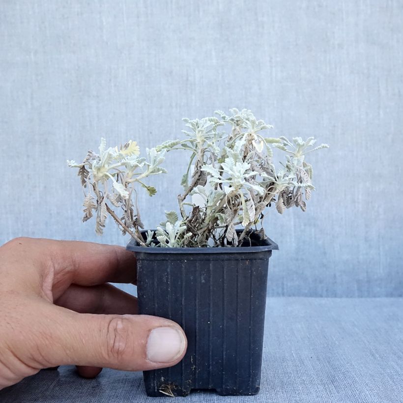 Esimerkki kesällä toimitetusta Siankärsämö - Achillea umbellata Godet de 8/9 cm-taimesta