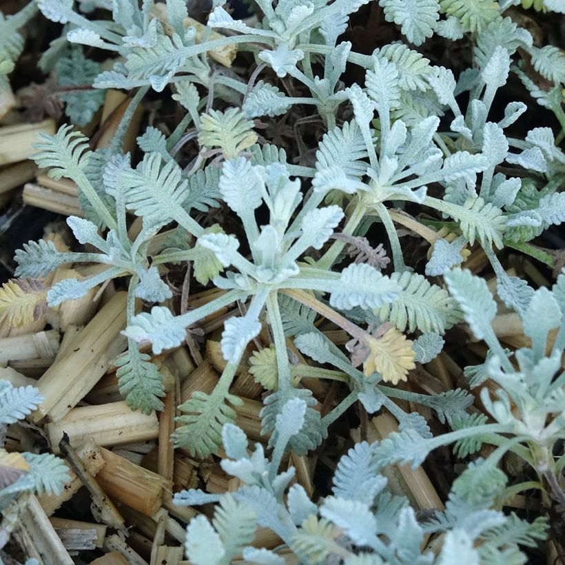 Siankärsämö - Achillea umbellata (Lehvistö)