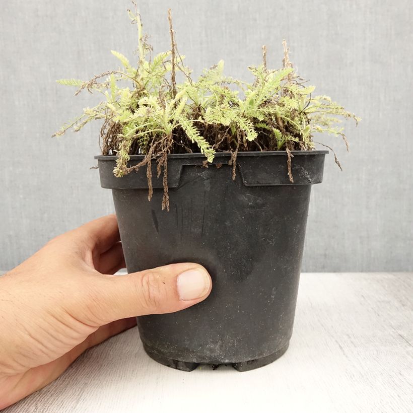 Esimerkki kesällä toimitetusta Siankärsämö - Achillea crithmifolia Ruukku 2L / 3L-taimesta