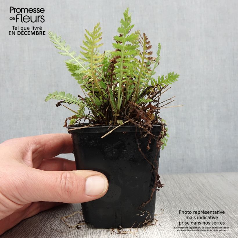 Esimerkki syksyllä toimitetusta Kultakärsämö Parker's Variety 8/9 cm taimiruukku-taimesta