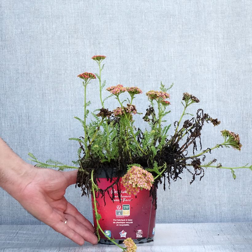 Esimerkki kesällä toimitetusta Siankärsämö Desert Eve Red Pot de 2L/3L-taimesta
