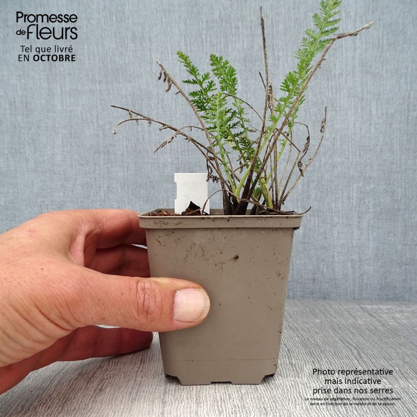 Esimerkki syksyllä toimitetusta Siankärsämö Alabaster 8/9 cm taimiruukku-taimesta