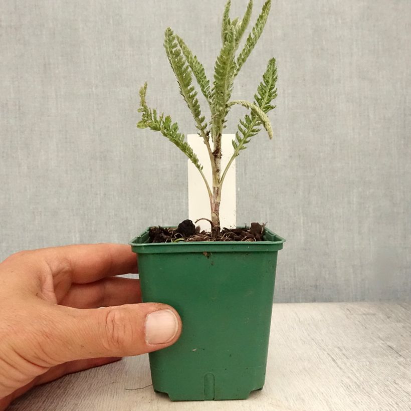 Esimerkki kesällä toimitetusta Siankärsämö Alabaster Taimiruukku 8/9 cm-taimesta