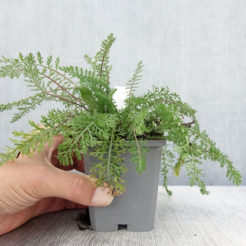 Esimerkki syksyllä toimitetusta Achillée millefeuille Cassis - Achillea millefolium Godet de 8/9 cm-taimesta