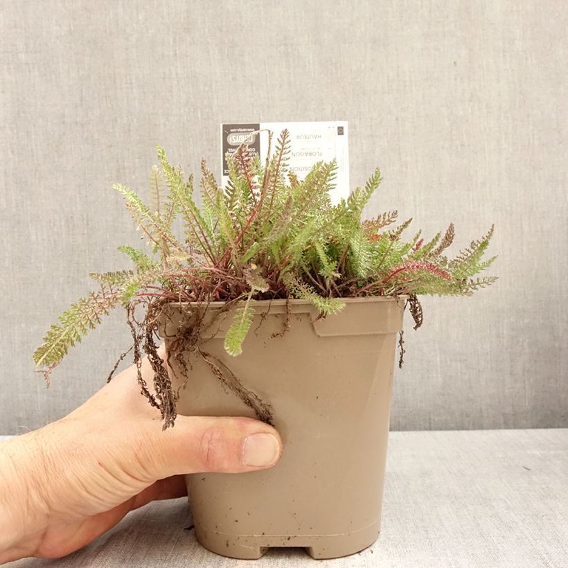Esimerkki keväällä toimitetusta Siankärsämö Saucy Seduction Pot de 2L/3L-taimesta