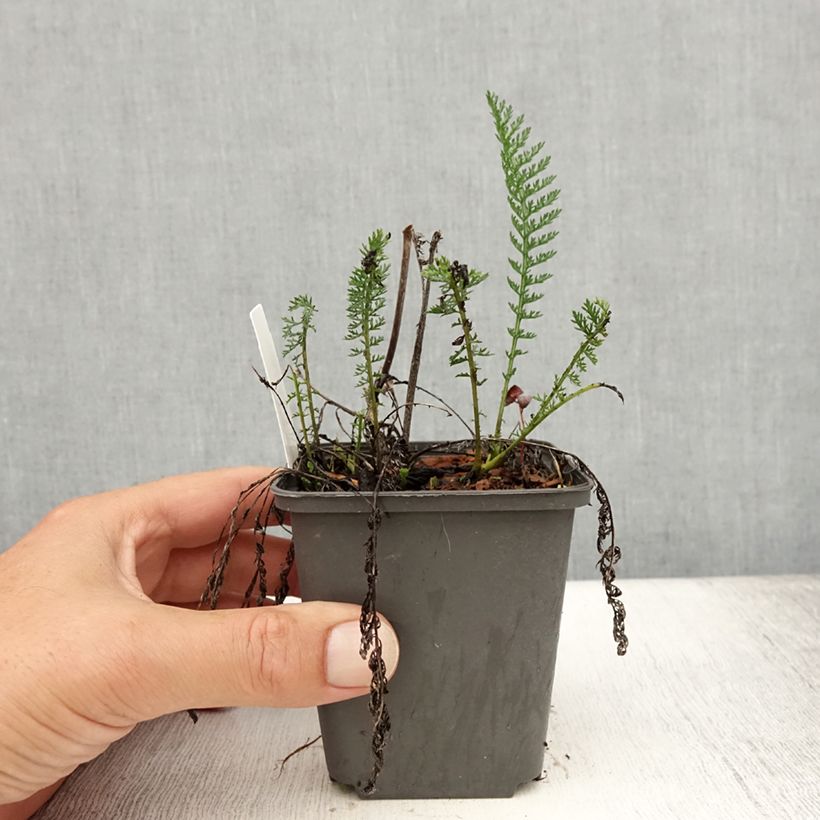 Esimerkki kesällä toimitetusta Siankärsämö Wesersandstein Godet de 8/9 cm-taimesta
