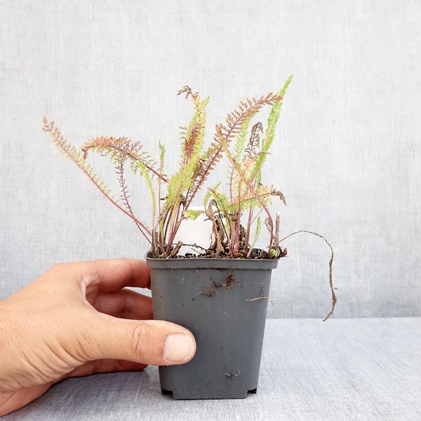 Esimerkki kesällä toimitetusta Siankärsämö Apfelblute Godet de 8/9 cm-taimesta
