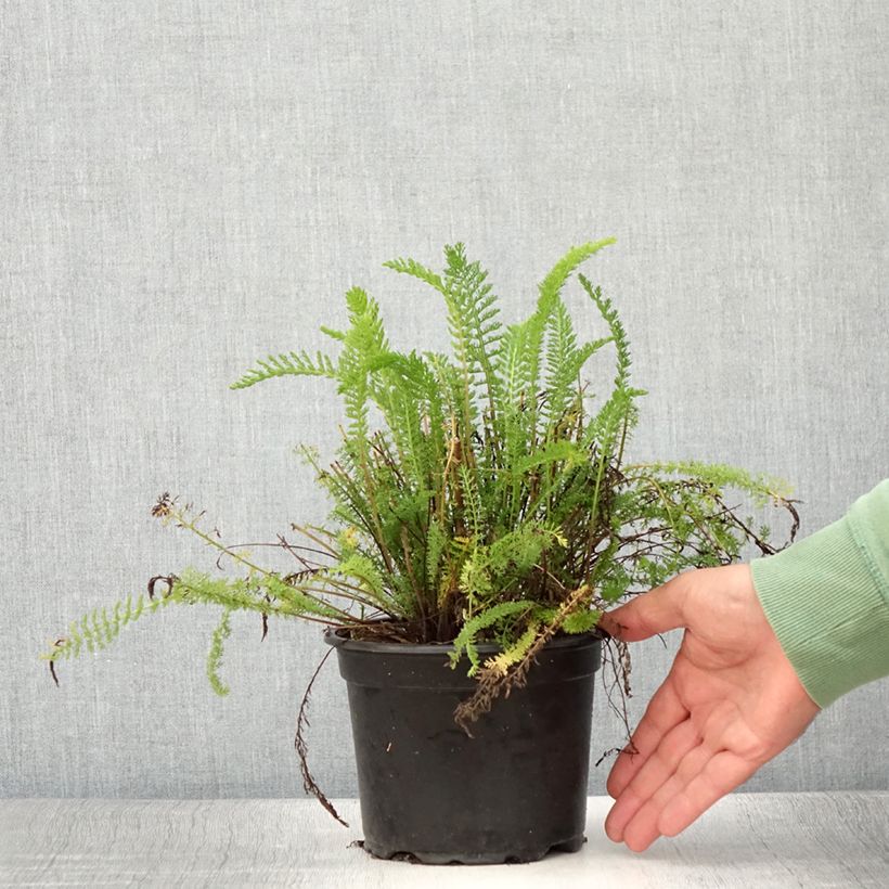 Esimerkki kesällä toimitetusta Siankärsämö Cerise Queen Pot de 2L/3L-taimesta