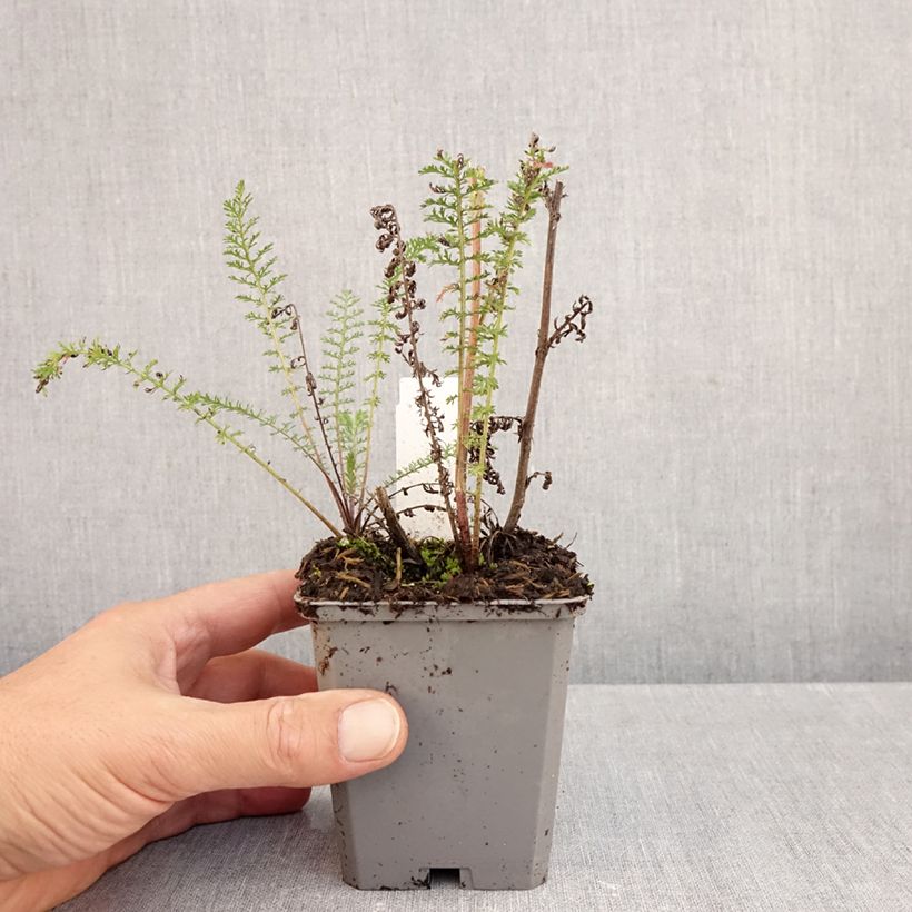 Esimerkki syksyllä toimitetusta Siankärsämö Excel 8/9 cm taimiruukku-taimesta